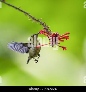 (181112) -- FUZHOU, 12. November 2018 -- Eine sonnenblume sammelt Honig aus einer Blume im Fuzhou National Forest Park in Fuzhou, Hauptstadt der südöstlichen chinesischen Provinz Fujian, 11. November 2018. ) (Ry) CHINA-FUZHOU-FLOWERS-BIRD (CN) MeixYongcun PUBLICATIONxNOTxINxCHN Stockfoto