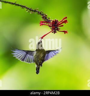 (181112) -- FUZHOU, 12. November 2018 -- Eine sonnenblume sammelt Honig aus einer Blume im Fuzhou National Forest Park in Fuzhou, Hauptstadt der südöstlichen chinesischen Provinz Fujian, 11. November 2018. ) (Ry) CHINA-FUZHOU-FLOWERS-BIRD (CN) MeixYongcun PUBLICATIONxNOTxINxCHN Stockfoto