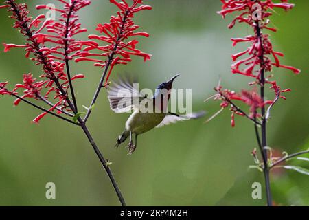 (181112) -- FUZHOU, 12. November 2018 -- Ein sonnenblumen fliegt im Fuzhou National Forest Park in Fuzhou, Hauptstadt der südöstlichen chinesischen Provinz Fujian, 10. November 2018. ) (Ry) CHINA-FUZHOU-FLOWERS-BIRD (CN) MeixYongcun PUBLICATIONxNOTxINxCHN Stockfoto