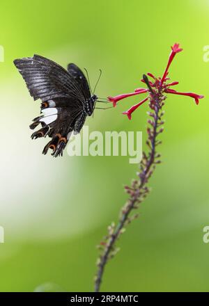 (181113) -- FUZHOU, 13. November 2018 -- Ein Schmetterling fliegt im Fuzhou National Forest Park in Fuzhou, Hauptstadt der südöstlichen chinesischen Provinz Fujian, 11. November 2018. ) (Ry) CHINA-FUZHOU-FLOWERS-BUTTERFLY (CN) MeixYongcun PUBLICATIONxNOTxINxCHN Stockfoto