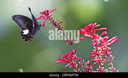 (181113) -- FUZHOU, 13. November 2018 -- Ein Schmetterling fliegt im Fuzhou National Forest Park in Fuzhou, Hauptstadt der südöstlichen chinesischen Provinz Fujian, 11. November 2018. ) (Ry) CHINA-FUZHOU-FLOWERS-BUTTERFLY (CN) MeixYongcun PUBLICATIONxNOTxINxCHN Stockfoto