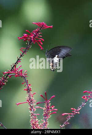 (181113) -- FUZHOU, 13. November 2018 -- Ein Schmetterling fliegt im Fuzhou National Forest Park in Fuzhou, Hauptstadt der südöstlichen chinesischen Provinz Fujian, 11. November 2018. ) (Ry) CHINA-FUZHOU-FLOWERS-BUTTERFLY (CN) MeixYongcun PUBLICATIONxNOTxINxCHN Stockfoto