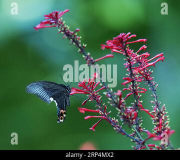 (181113) -- FUZHOU, 13. November 2018 -- Ein Schmetterling fliegt im Fuzhou National Forest Park in Fuzhou, Hauptstadt der südöstlichen chinesischen Provinz Fujian, 11. November 2018. ) (Ry) CHINA-FUZHOU-FLOWERS-BUTTERFLY (CN) MeixYongcun PUBLICATIONxNOTxINxCHN Stockfoto