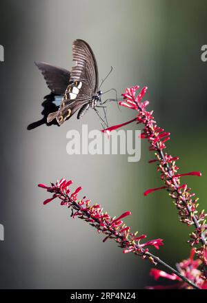 (181113) -- FUZHOU, 13. November 2018 -- Ein Schmetterling fliegt im Fuzhou National Forest Park in Fuzhou, Hauptstadt der südöstlichen chinesischen Provinz Fujian, 11. November 2018. ) (Ry) CHINA-FUZHOU-FLOWERS-BUTTERFLY (CN) MeixYongcun PUBLICATIONxNOTxINxCHN Stockfoto