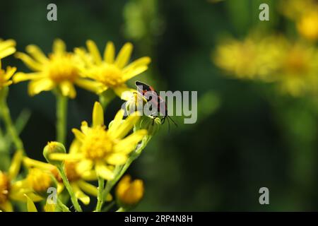 Der Feuerkäfer Pyrrhocoris apterus auf gewöhnlichem Ragwort, Jacobaea vulgaris, syn. Senecio jacobaea blüht auf der Sommerwiese Stockfoto