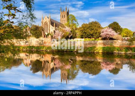 Die Kathedrale von Worcester an einem sonnigen Frühlingsmorgen mit Kirschblüte und einem Spiegelbild in der Severn. Stockfoto
