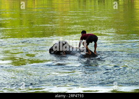 Großer Elefant, der im Fluss badet und von seinem Betreuer geführt wird. Ein Elefantenfahrer reitet auf einem Elefanten im Wasser. Die Mahouts baden die Elefanten Stockfoto
