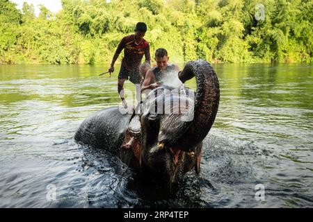 Großer Elefant, der im Fluss badet und sich selbst mit Wasser besprüht, geführt von seinem Betreuer. fluss kwai. Nordthailand. Juli 2023. Stockfoto