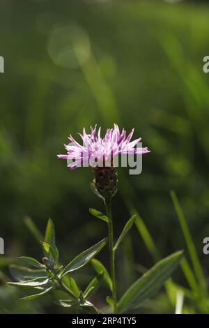 Eine Nahaufnahme einer Knappalgenblüte im grünen Gras Stockfoto