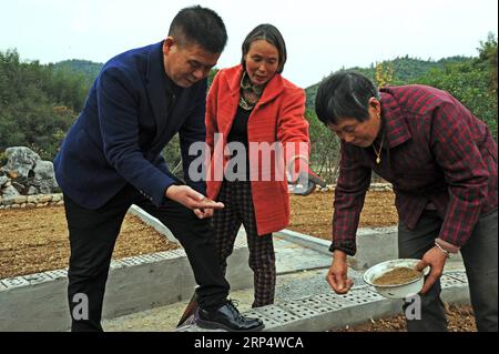 (181118) -- ANJI, 18. Nov. 2018 -- Zhu Renbin (L), Sekretär der Kommunistischen Partei Chinas im Dorf Lujia, diskutiert Löwenzahn-Pflanzen mit Bauern auf einer traditionellen chinesischen Medizinfarm im Dorf Lujia im Kreis Anji, ostchinesische Provinz Zhejiang, 14. Nov. 2018. Lujia Village liegt in der Bergregion im Nordosten von Anji. Das Dorf hat eine Bevölkerung von über 2.200 und etwa 533 Hektar Bambuswälder. Um ein schönes Dorf zu bauen und das Leben der Dorfbewohner zu verbessern, hat Lujia einen umfassenden Plan für die ländliche, industrielle und touristische Entwicklung umgesetzt Stockfoto