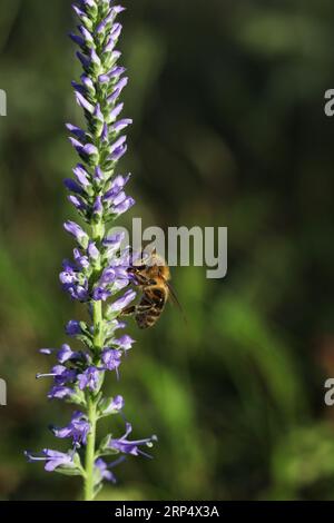 Eine Nahaufnahme einer Honigbiene auf einer veronica spicata Wildblume auf der Sommerwiese Stockfoto