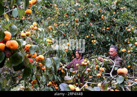 (181119) -- GUILIN, 19. November 2018 -- Villager Peng Meiying und ihr Ehemann Zhu Guiming pflücken persimmonische Früchte im Dorf Zhujiatun im Kreis Pingle, südchinesische Autonome Region Guangxi Zhuang, 17. November 2018. Die Ernte von 40.000-kg-Persimonobst wird voraussichtlich in diesem Jahr ein Einkommen von über 30.000 Yuan (4.321 US-Dollar) für Pengs Familie schaffen. ) (Ry) CHINA-GUANGXI-PINGLE-PERSIMMON HARVEST (CN) WangxZichuang PUBLICATIONxNOTxINxCHN Stockfoto