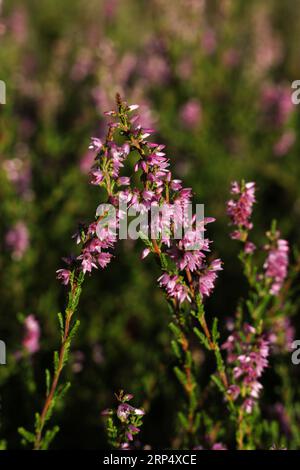 Calluna vulgaris, gewöhnliches Heidekraut, Leng oder einfach Heidekraut auf der Sommerwiese Stockfoto