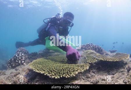 (181120) -- LINGSHUI, 20. November 2018 -- Ein Tauchlehrer entfernt die Trümmer von Korallen im Meer im malerischen Gebiet der Insel Fenjiezhou im Lingshui Li Autonomous County, Provinz Hainan in Südchina, 18. November 2018. Neben den führenden Gruppen von Touristen auf Unterwasserausflügen helfen hier auch rund 100 Tauchlehrer ehrenamtlich bei der Pflege von Korallenriffen, wie zum Beispiel bei der Transplantation von Korallen in die ausgewiesenen Restaurierungsgebiete. Jetzt erreicht die Korallenabdeckung 13,16 Prozent im malerischen Gebiet und 30 Prozent bis 40 Prozent im Tauchgebiet. ) CHINA-HAINAN-TAUCHLEHRER-KORALLENRIFF Stockfoto