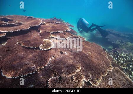 (181120) -- LINGSHUI, 20. November 2018 -- Ein Tauchlehrer überprüft das Wachstum von Korallen im Meer im malerischen Gebiet der Insel Fenjiezhou im Lingshui Li Autonomous County, Provinz Hainan in Südchina, 18. November 2018. Neben den führenden Gruppen von Touristen auf Unterwasserausflügen helfen hier auch rund 100 Tauchlehrer ehrenamtlich bei der Pflege von Korallenriffen, wie zum Beispiel bei der Transplantation von Korallen in die ausgewiesenen Restaurierungsgebiete. Jetzt erreicht die Korallenabdeckung 13,16 Prozent im malerischen Gebiet und 30 Prozent bis 40 Prozent im Tauchgebiet. ) CHINA-HAINAN-TAUCHLEHRER-KORALLENRIFF R Stockfoto