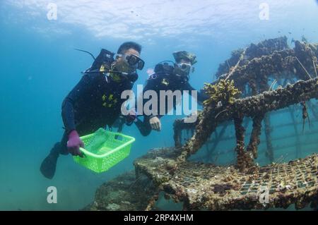 (181120) -- LINGSHUI, 20. November 2018 -- Tauchlehrer überprüfen das Wachstum von Korallen im Meer im malerischen Gebiet der Insel Fenjiezhou im Lingshui Li Autonomous County, Provinz Hainan in Südchina, 18. November 2018. Neben den führenden Gruppen von Touristen auf Unterwasserausflügen helfen hier auch rund 100 Tauchlehrer ehrenamtlich bei der Pflege von Korallenriffen, wie zum Beispiel bei der Transplantation von Korallen in die ausgewiesenen Restaurierungsgebiete. Jetzt erreicht die Korallenabdeckung 13,16 Prozent im malerischen Gebiet und 30 Prozent bis 40 Prozent im Tauchgebiet. ) CHINA-HAINAN-TAUCHLEHRER-KORALLENRIFF RES Stockfoto