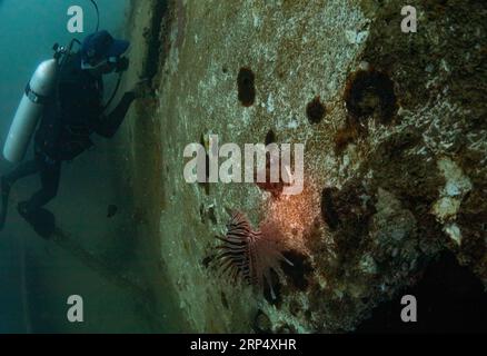 (181120) -- LINGSHUI, 20. November 2018 -- Ein Tauchlehrer überprüft das Wachstum von Korallen im Meer im malerischen Gebiet der Insel Fenjiezhou im Lingshui Li Autonomous County, Provinz Hainan in Südchina, 19. November 2018. Neben den führenden Gruppen von Touristen auf Unterwasserausflügen helfen hier auch rund 100 Tauchlehrer ehrenamtlich bei der Pflege von Korallenriffen, wie zum Beispiel bei der Transplantation von Korallen in die ausgewiesenen Restaurierungsgebiete. Jetzt erreicht die Korallenabdeckung 13,16 Prozent im malerischen Gebiet und 30 Prozent bis 40 Prozent im Tauchgebiet. ) CHINA-HAINAN-TAUCHLEHRER-KORALLENRIFF R Stockfoto