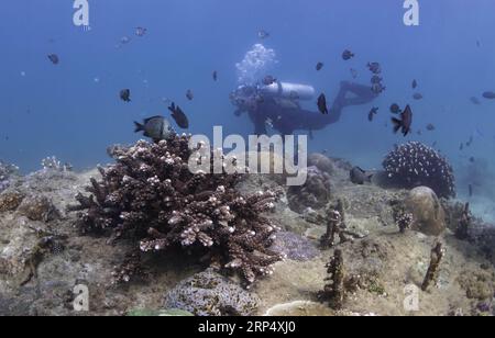 (181120) -- LINGSHUI, 20. November 2018 -- Ein Tauchlehrer überprüft das Wachstum von Korallen im Meer im malerischen Gebiet der Insel Fenjiezhou im Lingshui Li Autonomous County, Provinz Hainan in Südchina, 18. November 2018. Neben den führenden Gruppen von Touristen auf Unterwasserausflügen helfen hier auch rund 100 Tauchlehrer ehrenamtlich bei der Pflege von Korallenriffen, wie zum Beispiel bei der Transplantation von Korallen in die ausgewiesenen Restaurierungsgebiete. Jetzt erreicht die Korallenabdeckung 13,16 Prozent im malerischen Gebiet und 30 Prozent bis 40 Prozent im Tauchgebiet. ) CHINA-HAINAN-TAUCHLEHRER-KORALLENRIFF R Stockfoto