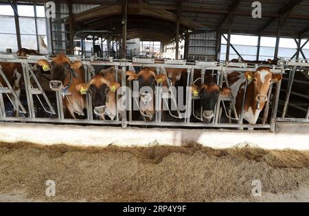 (181121) -- PEKING, 21. November 2018 -- Foto aufgenommen am 24. Oktober 2018 zeigt Kühe, die auf der Dairyman Farm in Fort Atkinson, Wisconsin, USA, aufgewachsen sind. )(wyo) Xinhua Schlagzeilen: Händler aus dem US-Bundesstaat Wisconsin suchen chinesische Käufer für Wachstum WangxPing PUBLICATIONxNOTxINxCHN Stockfoto