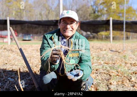 (181121) -- PEKING, 21. November 2018 -- Jiang Mingtao, Gründer von Marathon Ginseng International Inc., zeigt, wie man Ginseng auf einer Ginseng-Farm im Marathon County, Wisconsin, USA, am 22. Oktober 2018 gräbt. )(wyo) Xinhua Schlagzeilen: Händler aus dem US-Bundesstaat Wisconsin suchen chinesische Käufer für Wachstum WangxPing PUBLICATIONxNOTxINxCHN Stockfoto