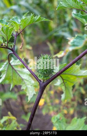 Thorn Apfel, Jimsonweed oder Datura Stramonium Samenkapseln. Giftige Pflanze Stockfoto