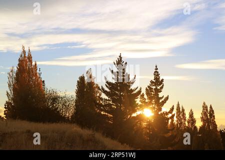 Helle Sonnenstrahlen strahlen durch die Kiefern in Patagonien, Argentinien, Südamerika Stockfoto