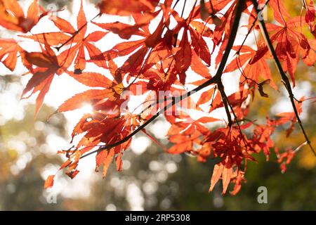 (181125) -- CHANGSHA, 25. November 2018 -- Foto aufgenommen am 25. November 2018 zeigt die Blätter des Yuelu Berges in Changsha, der zentralchinesischen Provinz Hunan. )(wsw) CHINA-HUNAN-CHANGSHA-HERBSTLANDSCHAFT (CN) ZhangxXiaoyu PUBLICATIONxNOTxINxCHN Stockfoto