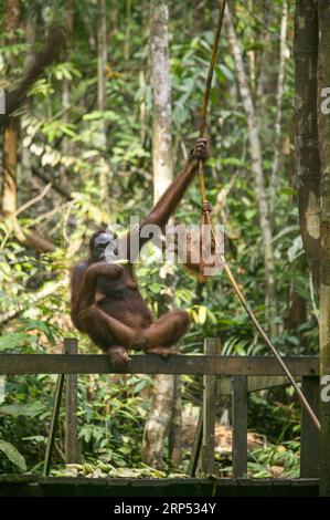 SEPILOK ORANG-UTAN-REHABILITATIONSZENTRUM Stockfoto