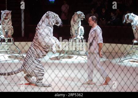 Entertainment Bilder des Tages (181125) -- BUDAPEST, 25. November 2018 -- Sergey Nesterov aus Russland tritt mit seinen weißen Tigern während der Weihnachtszirkusshow Sparkling Sprites in Budapest, Ungarn, am 24. November 2018 auf. ) UNGARN-BUDAPEST-WEIHNACHTSZIRKUS AttilaxVolgyi PUBLICATIONxNOTxINxCHN Stockfoto