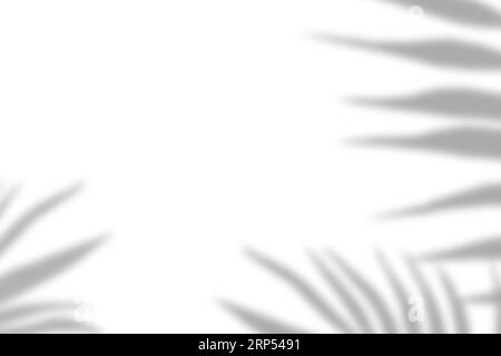 Natürliche Schattenüberlagerung von Palmblättern auf weißem Texturhintergrund zur Überlagerung von Produktpräsentation, Hintergrund und Mockup Stockfoto