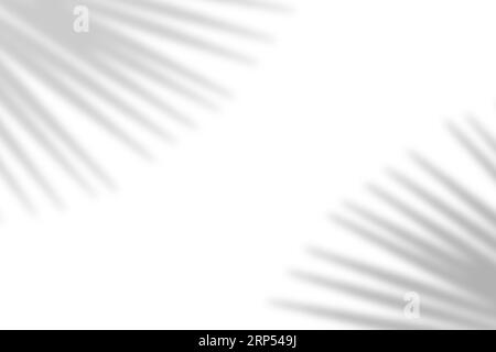 Natürliche Schattenüberlagerung von Palmblättern auf weißem Texturhintergrund zur Überlagerung von Produktpräsentation, Hintergrund und Mockup Stockfoto