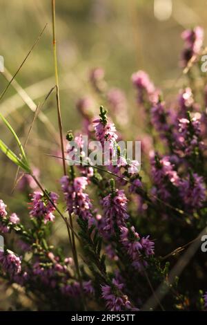 Calluna vulgaris, gewöhnliches Heidekraut, Leng oder einfach Heidekraut auf der Sommerwiese Stockfoto