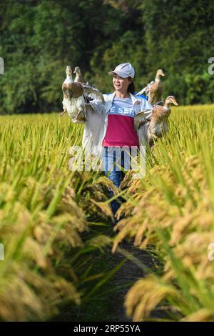 (181129) -- PEKING, 29. November 2018 -- Ein Arbeiter fängt Enten, die auf Reisfeldern in der Taiyang Township von Lin an District in Hangzhou, ostchinesische Provinz Zhejiang, 17. Oktober 2018 gezüchtet wurden. ) Xinhua-Schlagzeilen: Big-Data-Umgestaltung der Ernte für chinesische Landwirte XuxYu PUBLICATIONxNOTxINxCHN Stockfoto