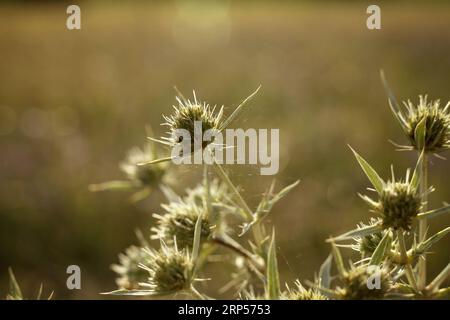 Eryngium campestre, bekannt als Field eryngo, oder Watling Street Distel während der goldenen Stunde Stockfoto