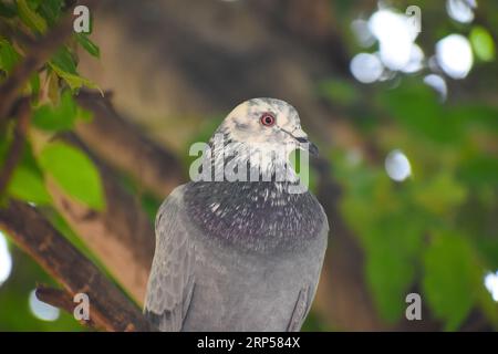 Wunderschöner junger weißer, schwarz gefleckter Haustaube Columbidae Felsentaube Friedensvogel, der im Baum in der Nähe des Nestes sitzt Stockfoto