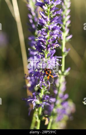 Ein Feuerwehkäfer auf einer veronica spicata Wildblume auf der Sommerwiese Stockfoto