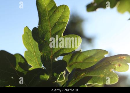 Macro-Eichenblätter in der Sonne Stockfoto