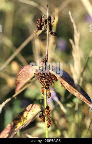 Ein Haufen der Feuerwanzen, Pyrrhocoris apterus-Insekt auf einer Pflanze auf der Sommerwiese Stockfoto