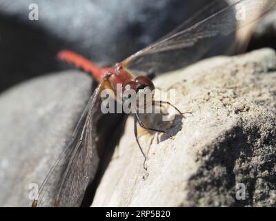 Weiße Meadowhawk-Libelle, die sich in der Sonne sonnt. Stockfoto