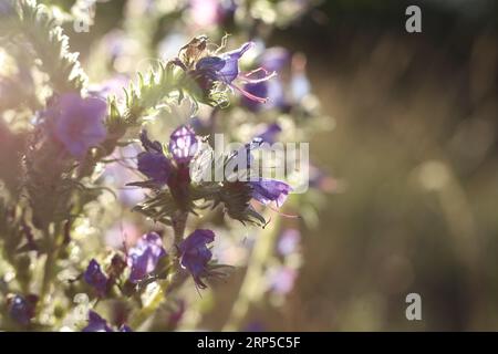 Viper's Bugloss (Echium vulgare), eine Nahaufnahme während der goldenen Stunde Stockfoto