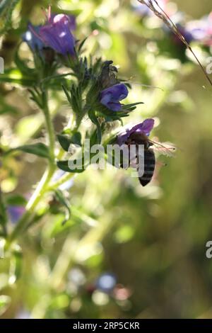 Eine Honigbiene auf einer Viper's Bugloss (Echium vulgare) Nahaufnahme Stockfoto