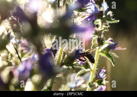 Eine Honigbiene auf einer Viper's Bugloss (Echium vulgare) Nahaufnahme Stockfoto