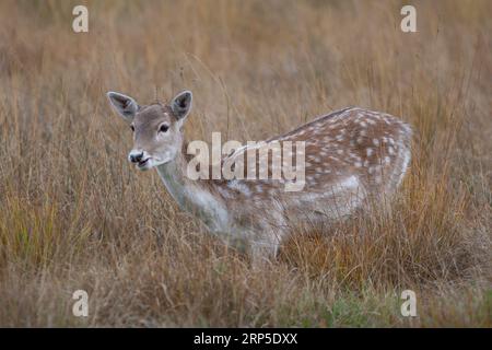 Brachhirsch-Fawn-Spaziergang im Wald bei Dunham Massey in Cheshire Stockfoto