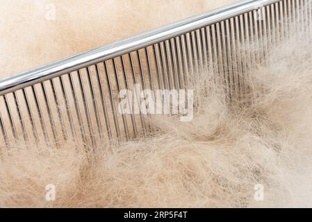 Hundehaar auf einem Kamm Nahaufnahme. Tierpflege Stockfoto