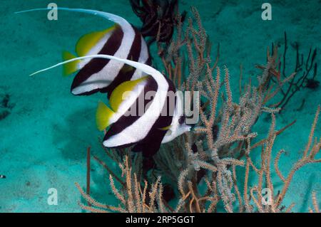 Longfinbannerfish (Heniochus Acuminatus).  Andamanensee, Thailand. Stockfoto