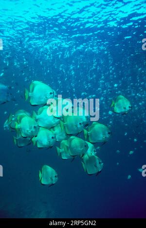 Die Longfin-Schule (Platax teira) schwimmt unter der Oberfläche mit einer riesigen Schule von Sergeant Majors im Hintergrund. Ägypten, Rotes Meer. Indo-West Pa Stockfoto