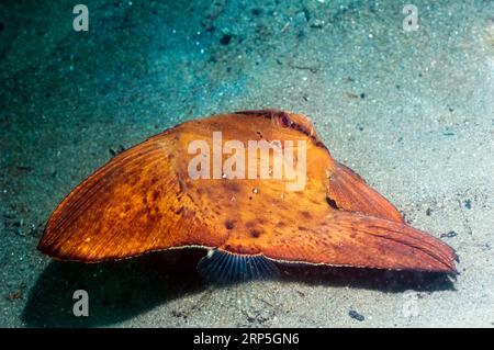 Longfin-Spadefish (Platax teira) juvenile. Imitiert totes Blatt. Manado, Nord-Sulawesi, Indonesien. Stockfoto