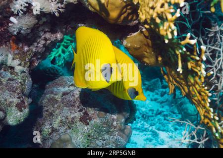 Paar goldene Butterflyfish (Chaetodontidae Semilarvatus). Egytp, Rotes Meer. Stockfoto