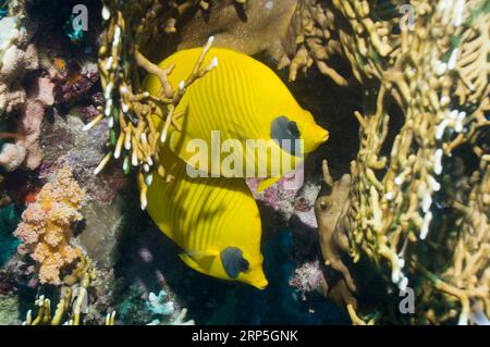 Paar goldene Butterflyfish (Chaetodontidae Semilarvatus). Egytp, Rotes Meer. Stockfoto