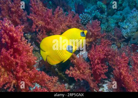 Goldene Schmetterlinge (Chaetodon semilarvatus) paaren mit Weichkorallen. Ägyptp, Rotes Meer. Stockfoto